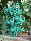 Rare Endangered Jade Vine 'Strongylodon