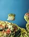 Notebook: Underwater Puffer Fish Scuba Diving Snorkeling 8.5