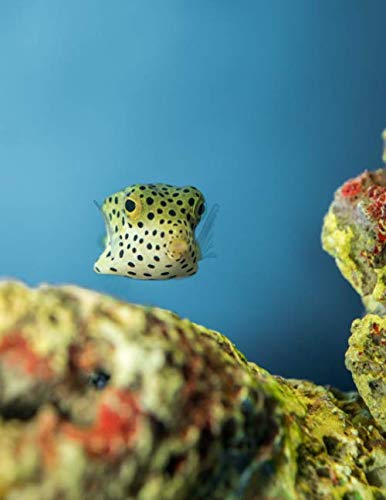 Notebook: Underwater Puffer Fish Scuba Diving Snorkeling 8.5