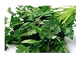Italian Giant Parsley Seeds, 200+ Premium Heirloom Seeds, Top Selling Parsley Seed & ON SALE!, (Isla's Garden Seeds), Non Gmo Organic, Highest Quality Seeds, 90% Germination Rates, 100% Pure