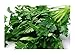 Italian Giant Parsley Seeds, 200+ Premium Heirloom Seeds, Top Selling Parsley Seed & ON SALE!, (Isla's Garden Seeds), Non Gmo Organic, Highest Quality Seeds, 90% Germination Rates, 100% Pure