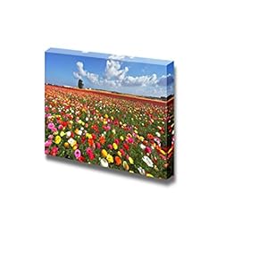 The Magnificent View Scenery of Garden Buttercups Colorful Flowers Under Blue Sunny Sky - Canvas Art Wall Art - 12" x 18"