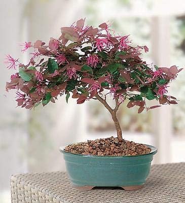 1 Bonsai Tree Live Fringe Flower Garden 3 Years Old Rare MHWK26
