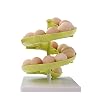 EchoAcc-Cucina-Organizzatore-Pratico-in-Plastica-Contenitore-Helterper-Uova-Verde