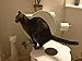 Kitty's Loo™ - Superior Cat Toilet Training Kit - The Original Cat Training Seat - Patented - USA Made - Portable and Durable