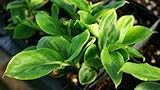 1/2 oz. GALANGAL ROOT~HeRb~Legal Issues & Hex-Breaking