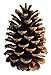 10 PineCones 3