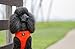 The Original EcoBark Maximum Comfort & Control Dog Harness 18-27 lbs; No Pull & No Choke Design, Luxurious Padded Vest, Eco-Friendly, For Puppies and Dogs (Large, Orange)