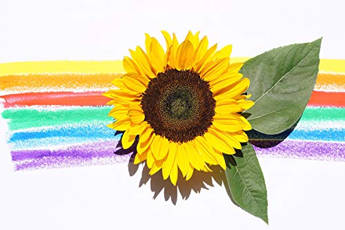 Guvana 5D Diamond Painting Number Kits for Adults Kids Paint by Numbers Diamonds DIY Rainbow Flower Full Drill Diamond Art Painting for Home Wall Decor by Diamond Painting Dots Pictures 11.8\