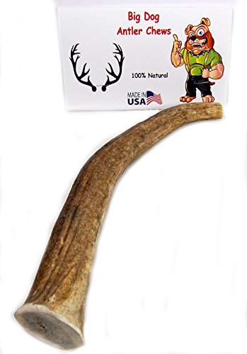 Big Dog Antler Chews Elk Antler Dog Chew, Extra Large Tine, 8 inches to 12 inches, XL - Great for Yo - //medicalbooks.filipinodoctors.org
