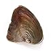HENGSHENG 10 Pieces Freshwater Cultured Pearl Oysters with Single 6-8 mm Round Pearl Inside Love Wish(Random Color)
