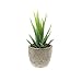Velener Mini Home Decoration Aloe Vera Artificial Plants with Paper-Mache Pots (Set of 2), 7 inches and 5 inches, Faux Plants for Living Room, Kitchen, Bedroom, and Office Decor…