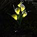 Chasgo Solar Decorative Garden Stake Light Outdoor, Led Lighting Calla Lily Flower Solar Graden Light Outdoor Stake, White Cally Lily Flower