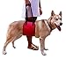 Color You Portable Dog Lift Support Rehabilitation Harness for Canines aid Assist Sling to Help with Mobility.