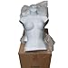 5-Pack Female Mannequin Torso, Dress Form Hollow Back Body or T Shirt Display, For Hanging By EZ-Mannequins For Craft Shows, Photos or Design, Easy to Use and Store, For Small - Medium Sizes