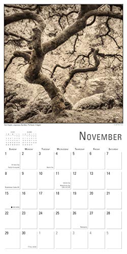 2020 Calendar: The Nature of Trees 2020 Wall Calendar