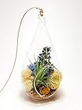 Air Plant Terrarium with 7