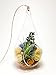 Bliss Gardens Air Plant Terrarium with 7