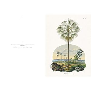 Martius. The book of palms. Ediz. italiana, spagnola e portoghese