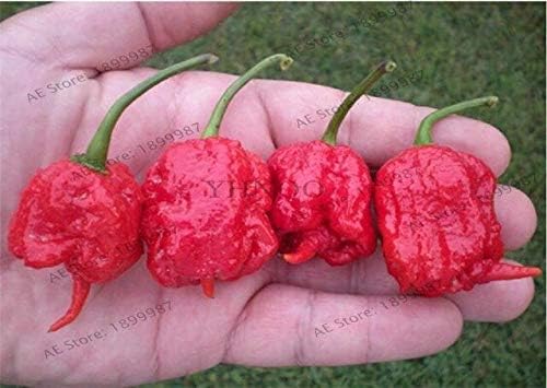 Bra Hot - 200 Pcs Mixed Yellow Puple Red Green White Mix Sweet Bell Hot Pepper Bonsai Vegetables Paprika, Plant for Home Garden(Seed) - by Abuldahi