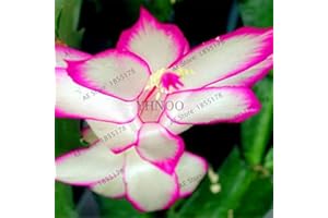Kucus 100pcs/bag schlumbergera Flores Christmas Cactus Plant plantas,Multiple Color,Bonsai Plant for Home and Garden,Easy to 