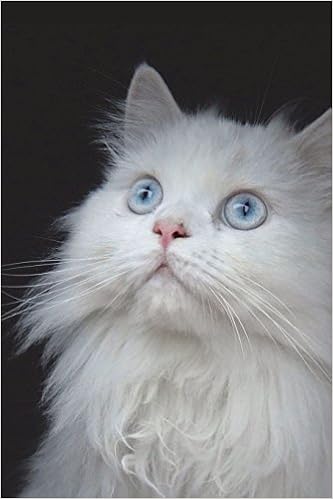 White Persian Cat Seeks Villain For Lap And Petting Journal 150
