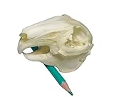 FgriD Taxidermy Real Animals Skulls, Real Bones