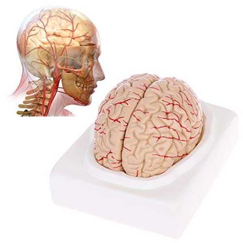 Abicial Disassembled Anatomical Human Brain Model Anatomy Medical Teaching Tool - Thumbnail 3