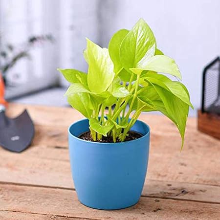 Mphmi Plant Money Plant Golden Scindapsus Golden - Plant Scindapsus n joy - Plant Pothos plant Devils Ivy and Silver Vine plant