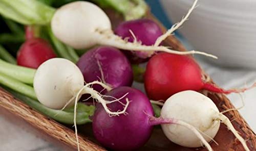 Radish Mix Color Easter Egg Around 250 Seeds - Thumbnail 6