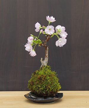 Amazon 桜 そう聞くだけで心和む景色を貴方のもとへ 桜 旭山桜 の苔玉 黒備前小器 敷石セット 敷石の色 黒石 盆栽