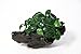 Anubias Petite On Driftwood | Aquarium Plants Factory