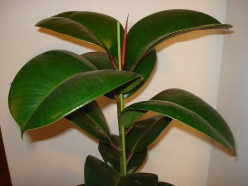 Amazon 超希少フィカス ソフィア 130cm前後 陶器鉢 観葉植物 オンライン通販