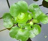 Aquarium Plants Discounts Water Hyancinth - Floating Live Pond Plant
