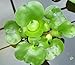 Water Lettuce (Pistia stratiotes) + Common Water Hyancinth (Eichhornia crassipes) Bundle - Floating Live Pond Plants