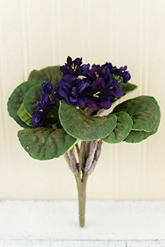 African Violet Bush Purple 10.5 inches