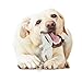 Nylabone Dental Dinosaur Power Chew Durable Dog Toy, Chicken, 1 count, Regular