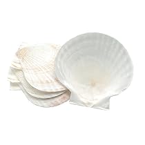 Fox Run Large Natural Baking Shells, Set of 4