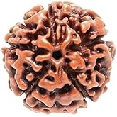 EDMIRIA Nepali Rudraksha Beads 2 Mukhi 3 Faced, 4 Mukhi, 5 Face, 6 Mukhi, 7 Mukhi Certified Natural Himalayan Rudrakhsha Beads for Healing, Pooja, Meditation, Prayer, Japa