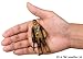 Star Wars #15 Chewbacca Action Figure