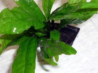 Amazon 売れてます ミクロソリウムミニ流木付 名生園がお届けする水草 名生園がお届けする水草 生体水草 通販