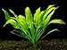 Echinodorus Bleheri | Amazon Sword Paniculatus Potted Live Aquarium Plants for Aquatic Freshwater Fish Tank by Greenpro
