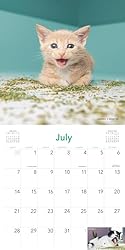 Cats on Catnip Wall Calendar 2024: A Year of Cats