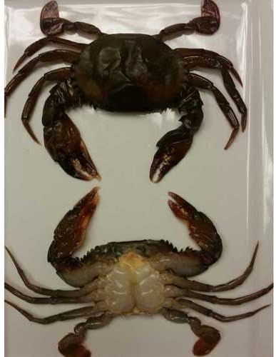 Harbor Seafood Jumbo Soft Shell Crab, 2.24 Pound -- 4 per case.
