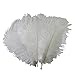 Special Sale Genuine Ostrich Feathers Wholesale Bulk 12-16