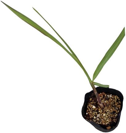 Amazon サトウキビ苗 小笠原種 苗