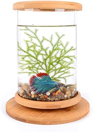 betta fish vase with bamboo