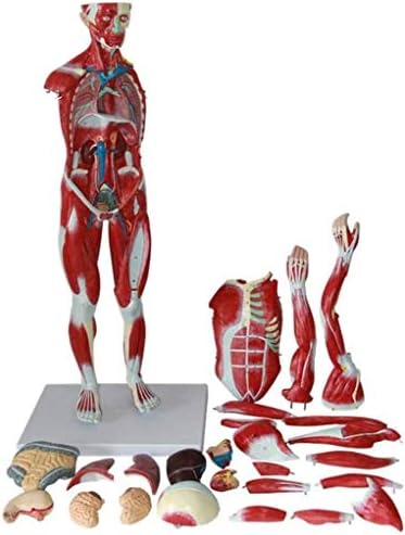 人体解剖学の78センチメートル 30 7モデル 解剖学や骨格筋のためのモデル 教育への援助 教科書