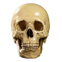 Sanmum Human Skull Table Top Skeleton Head Statue 1:1 Realistic Head for Halloween Home Decoration