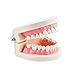 Pevor Dental Teaching Study Adult Standard Typodont Demonstration Teeth Model